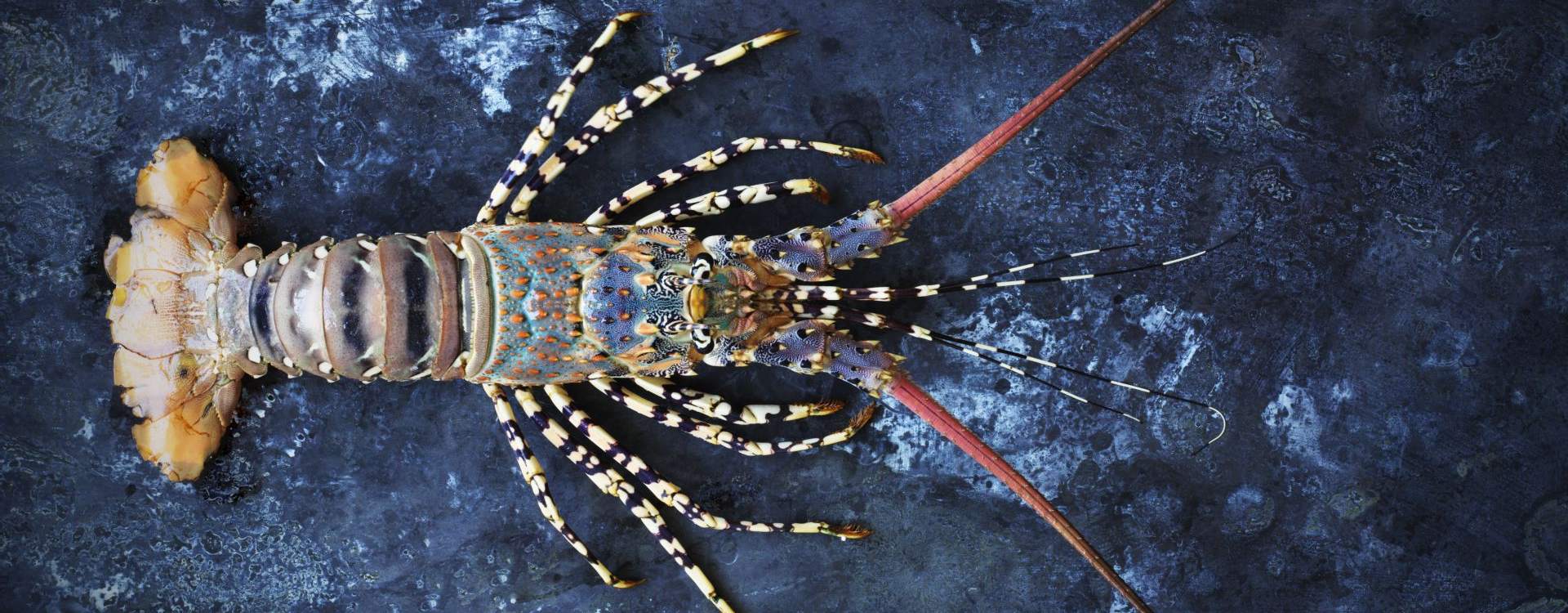 Ornate Rock Lobster FRDC